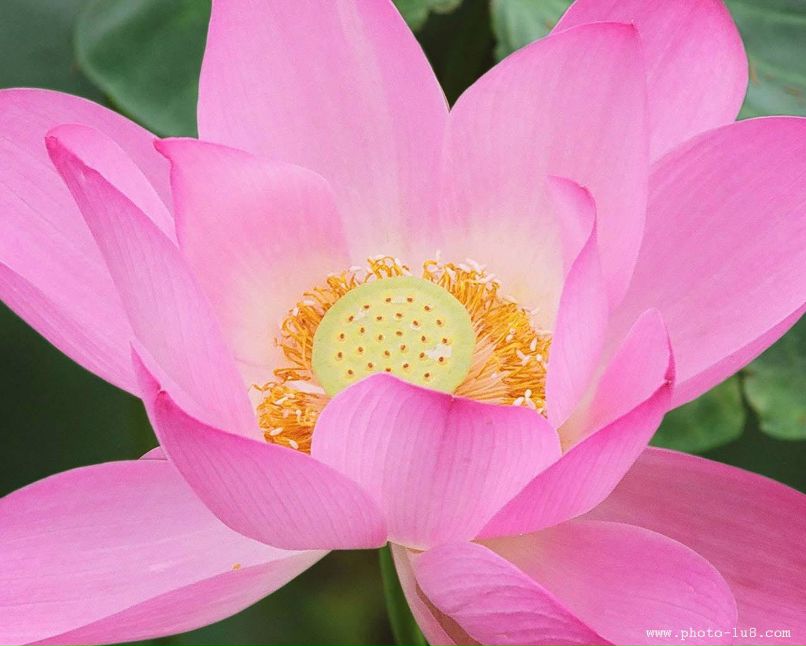 Oxana Sheveleva | Благовещенск