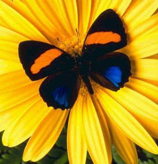 Ирина Популовских | Екатеринбург