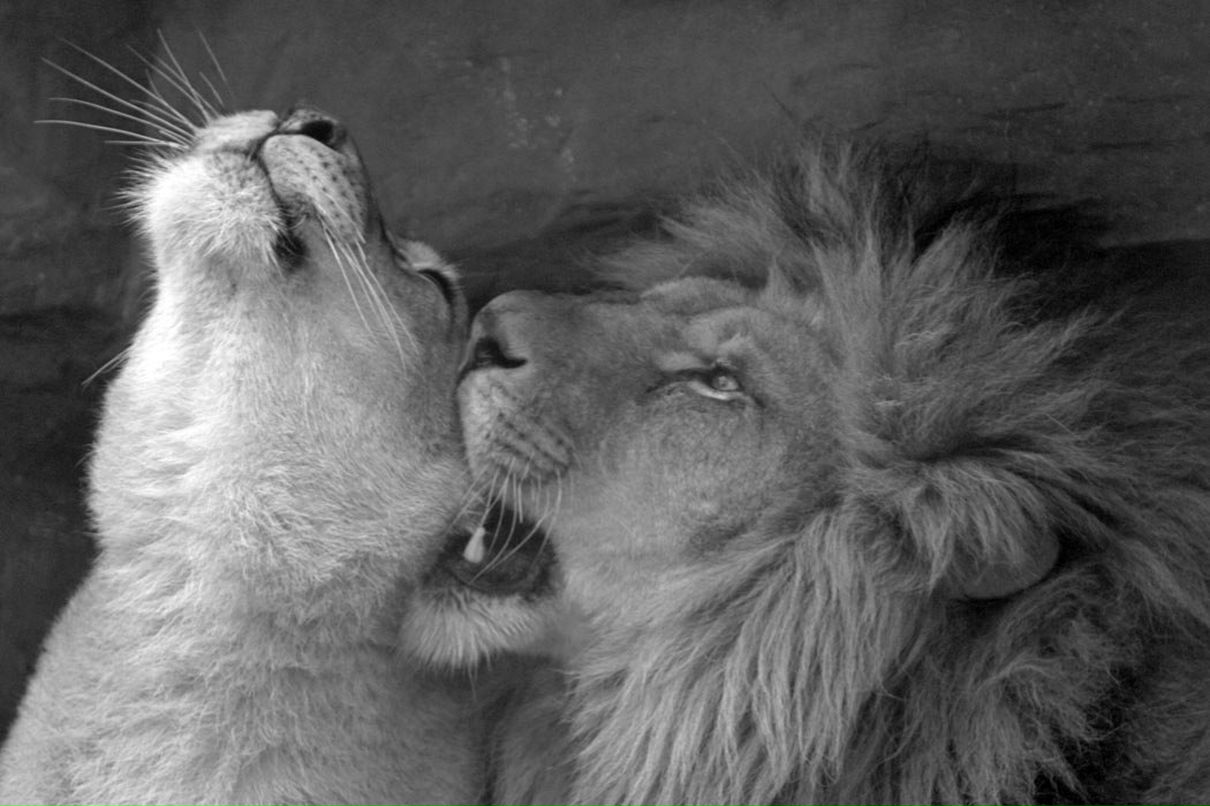 Анна Стоцкая | 