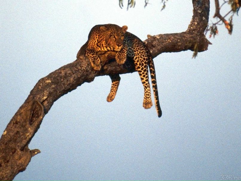 Серёга Капустин }::::[=(еТНо)=>(К.С.С.() | Тюмень