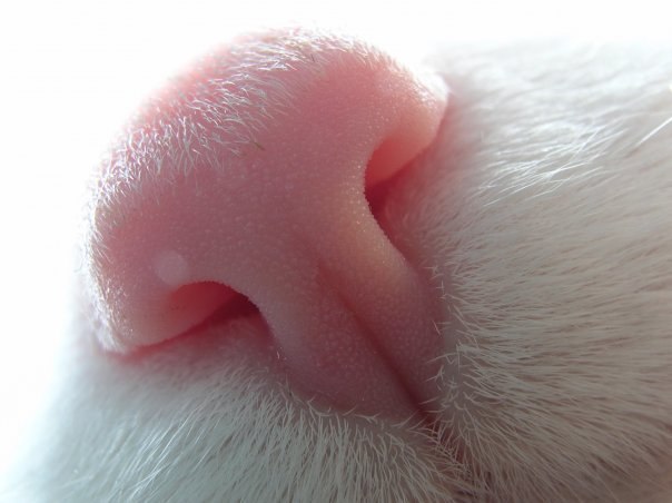 Максим Александрович | Санкт-Петербург