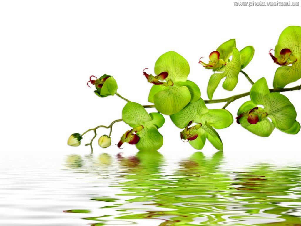 Elina Cherdzhieva | Краснодар