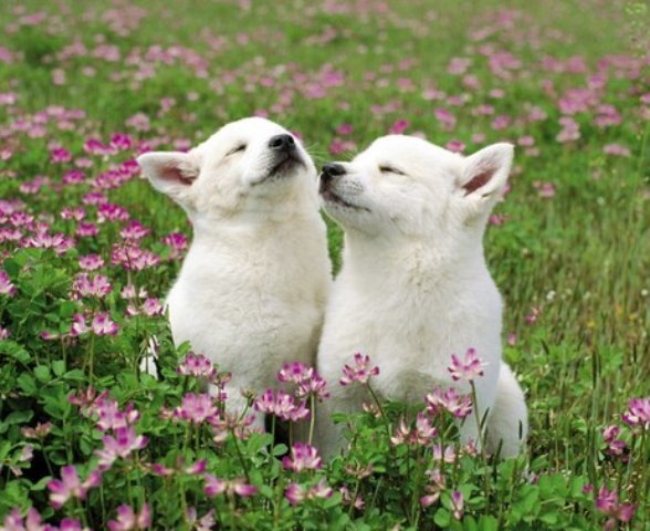 Аня Шарешик | Минск