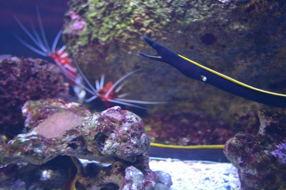 Елена Борыгина | Псков