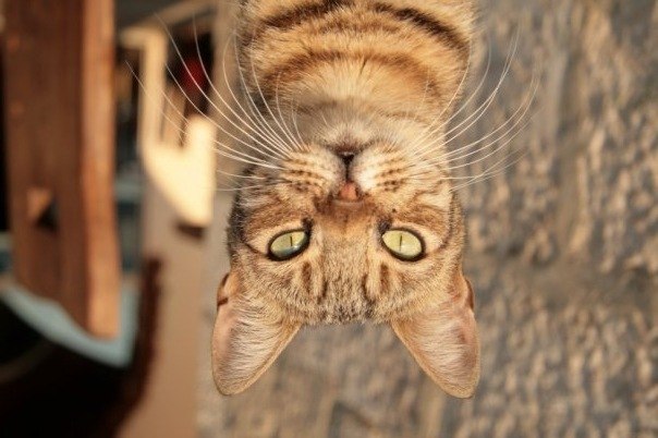 Марк Габов | Королёв