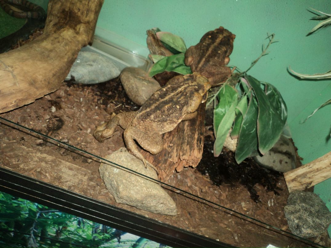 Вячеслав Трофимовский | Санкт-Петербург