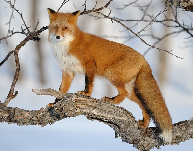 Светлана Макарова | Москва