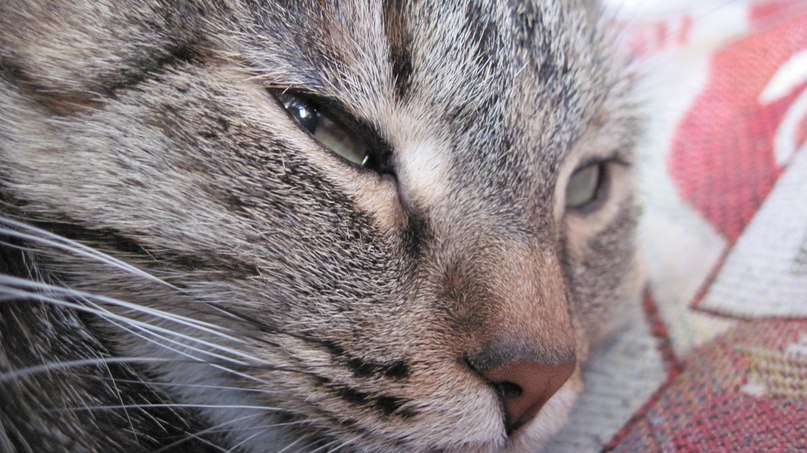 Гузель Карандашова | Москва