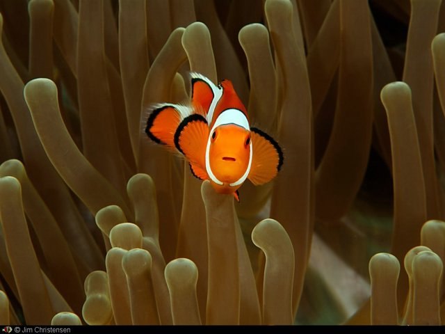 Аделя Исмагилова | Азнакаево