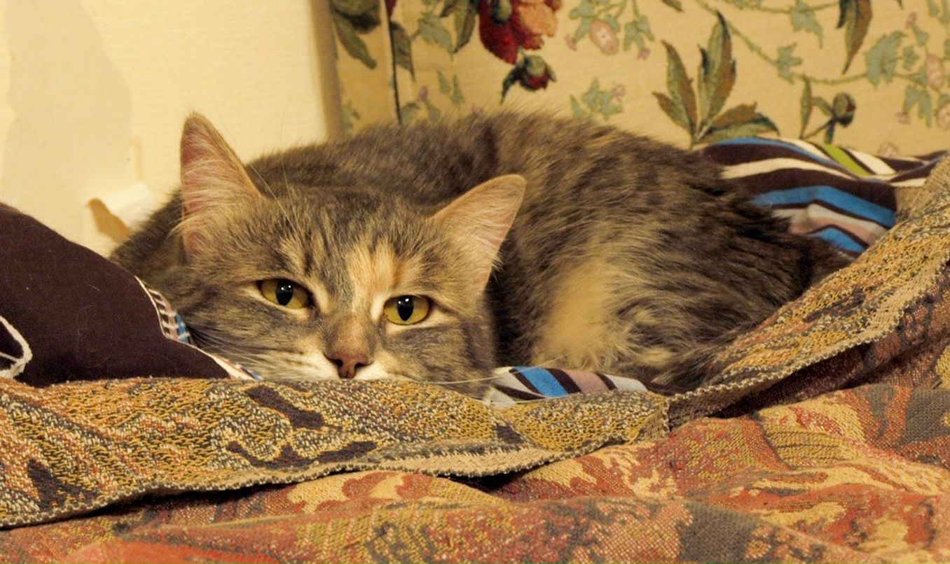 Илья Немов | Новосибирск