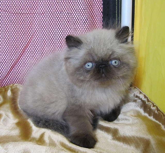 Анастасия Гурина | Борисов