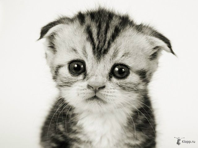 №86, Яна Шатунова, 40 лет №86, Яна Шатунова, 40 лет