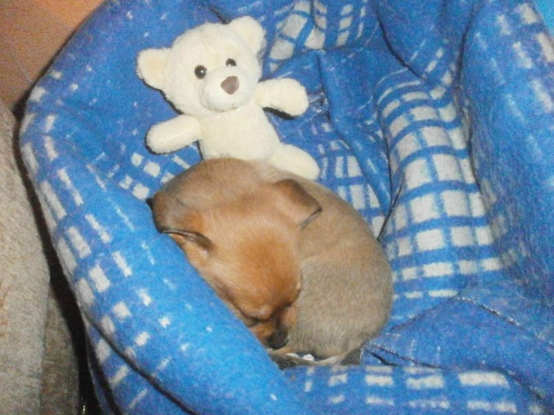 Анастасия Лисенкова | 