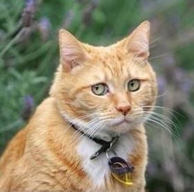 Дмитрий Неизвестный | Самара