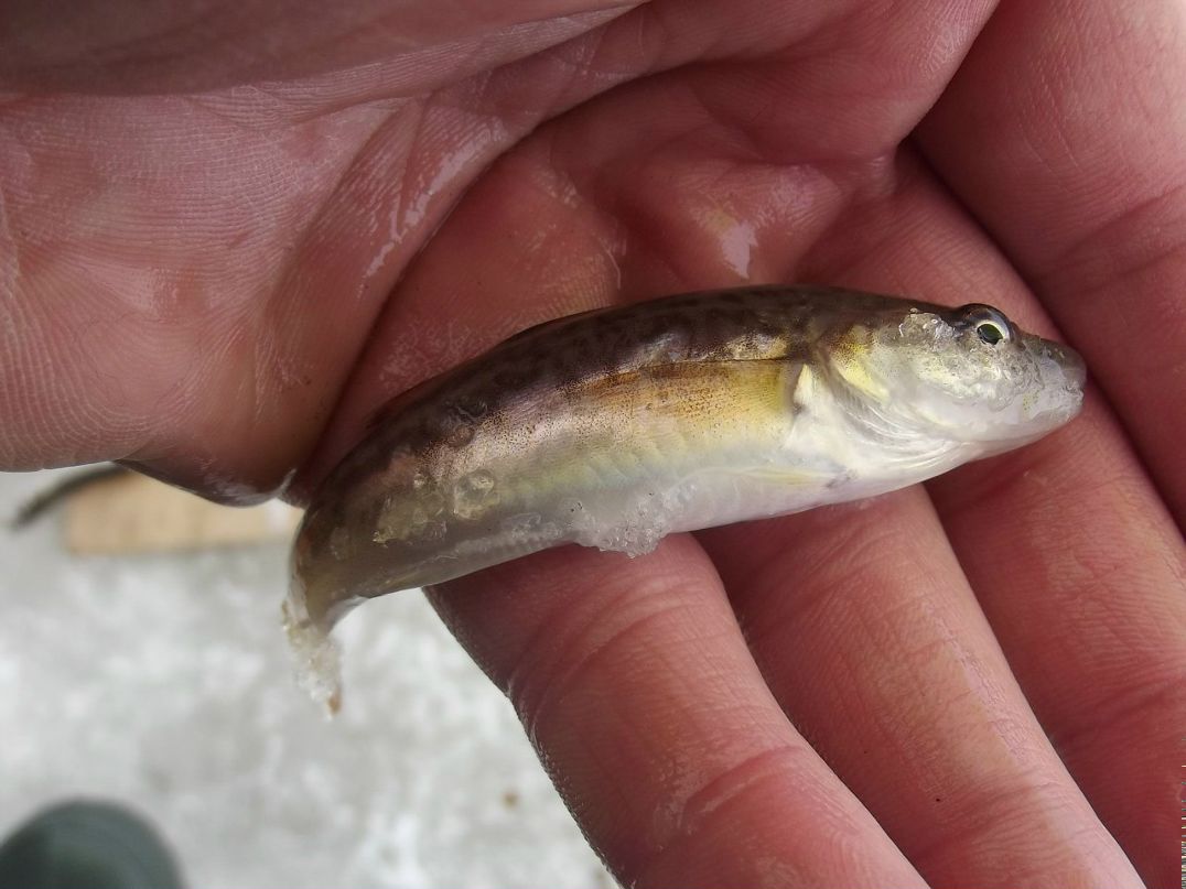 Андрей Тыщенко | Белгород