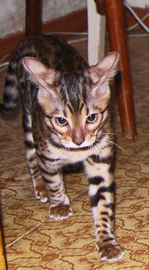 Дашундель Бойкова | Нижний Новгород