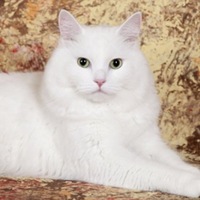 Кошка Мурка