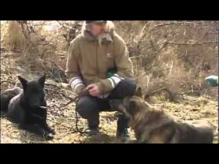 Как защититься от нападения собаки