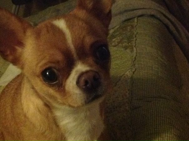 Соня Воронцова, Россия, Москва