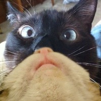 Безумные Коты