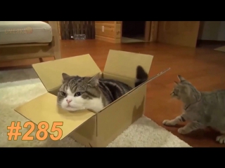 Приколы февраль 2017 №285