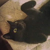Кошка Муся