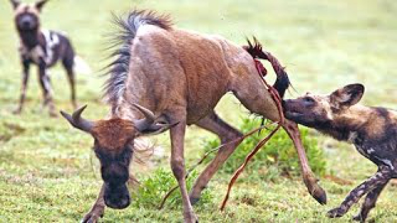 Amazing wild dog attack two young wildebeest in South of