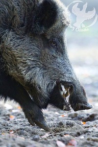 Николай Денисов