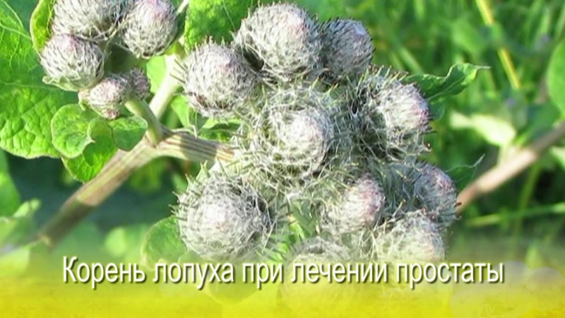 Корень лопуха при лечении