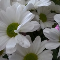 Елена Пышкина