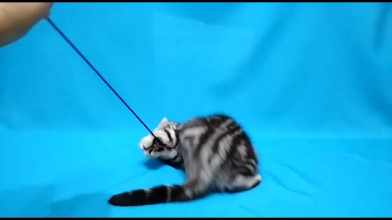 Видео от Izabel