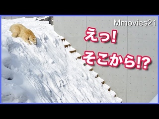 頂上から一気に滑降！度胸あり過ぎのリラ Polar Bear’s　ski downhill