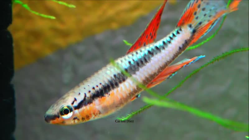 Afiosemion Chromaphyosemion bitaeniatum