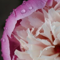 Антонина Полякова