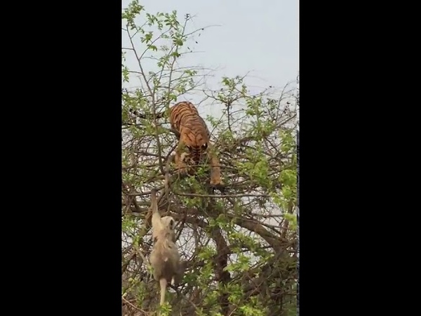 BIG TIGER FALL FROM TREE CHASING