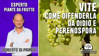 Come difendere la vite di peronospora e oidio