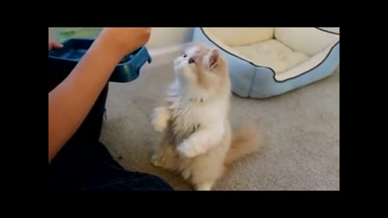 Cuty Cat,