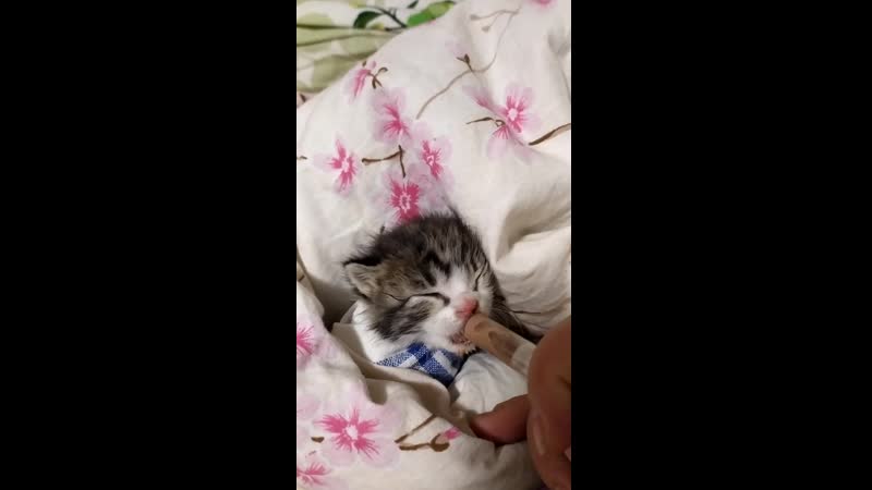 Фрося (Хрюся) найдена на мусорке