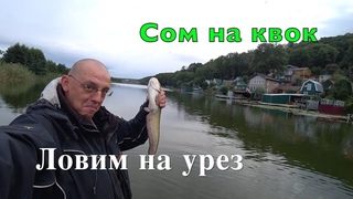 Сом на квок. Ловим на УРЕЗ. Первый опыт.