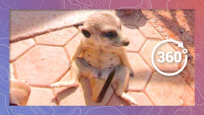 Meerkat Massage Parlor Is A Busy Place, Wildlife in 360
