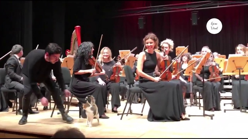 Naughty cat disrupts live orchestra concert and steals the