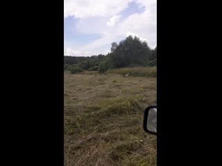 #Аист