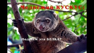 Медвежий КУСКУС: БЕЛКА с удивительными глазами