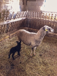 Золотой Телёнок - ферма в деревне Поджигородово