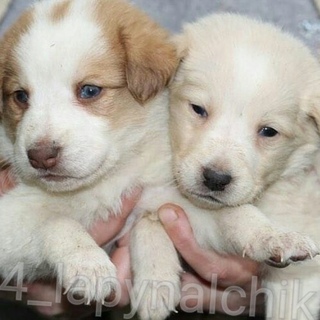 в добрые руки в нальчике. картинки отдам щенков в добрые руки. в добрые руки в нальчике. щенки дворняги. отдам в хорошие руки щенков нальчик.