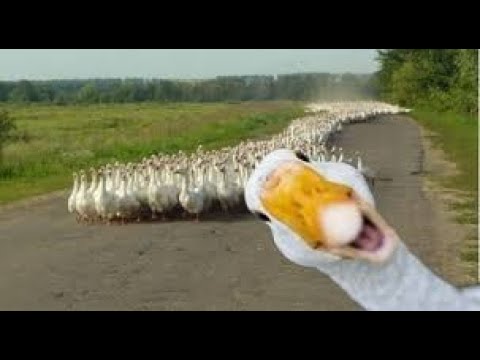 Я РЖАЛ ЦЕЛЫЙ ЧАС 92