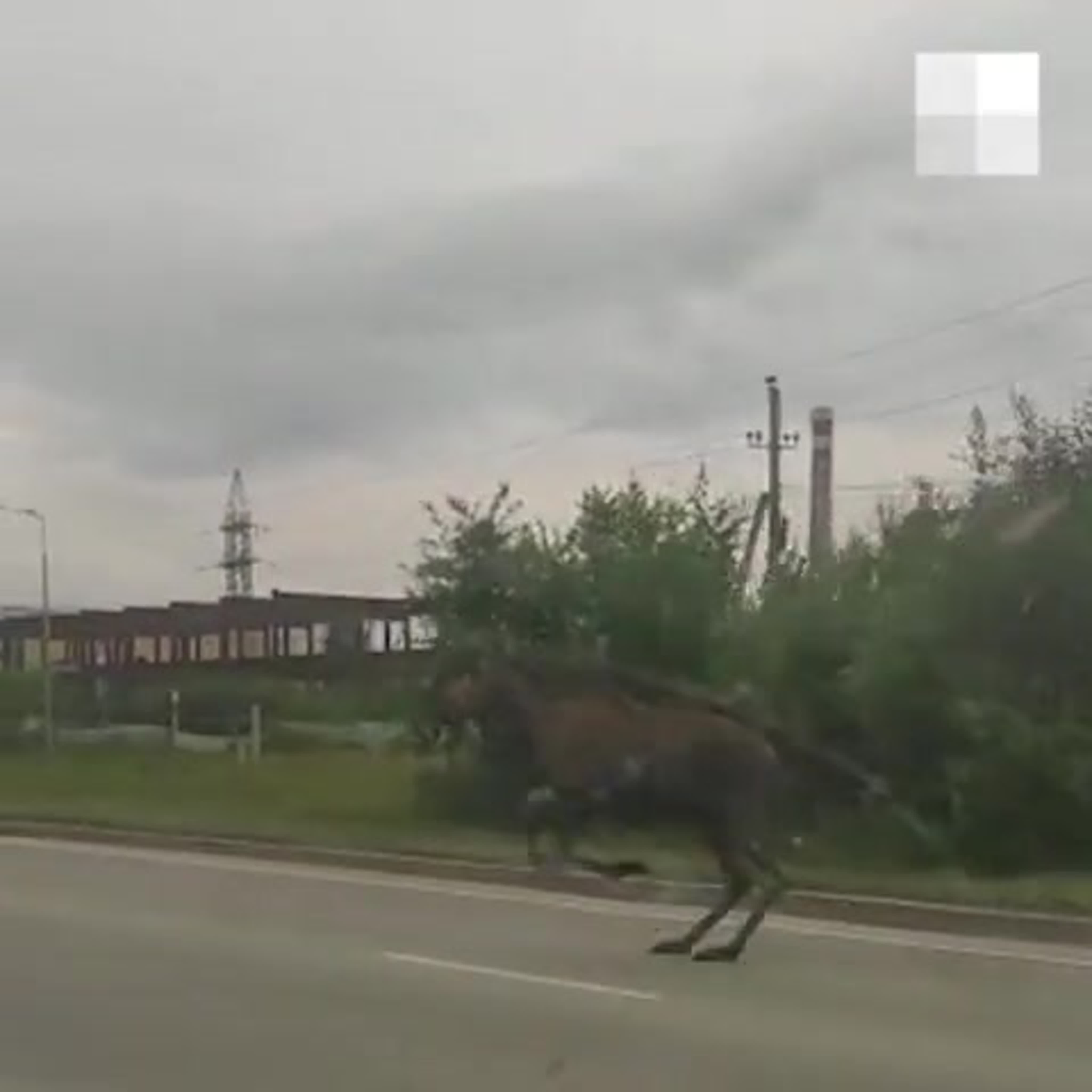 Лось в екатеринбурге у областной больницы. Лосиха с лосенком. Что делать если встретил лося. Лось через дорогу зимой. Лосиха с лосенком.