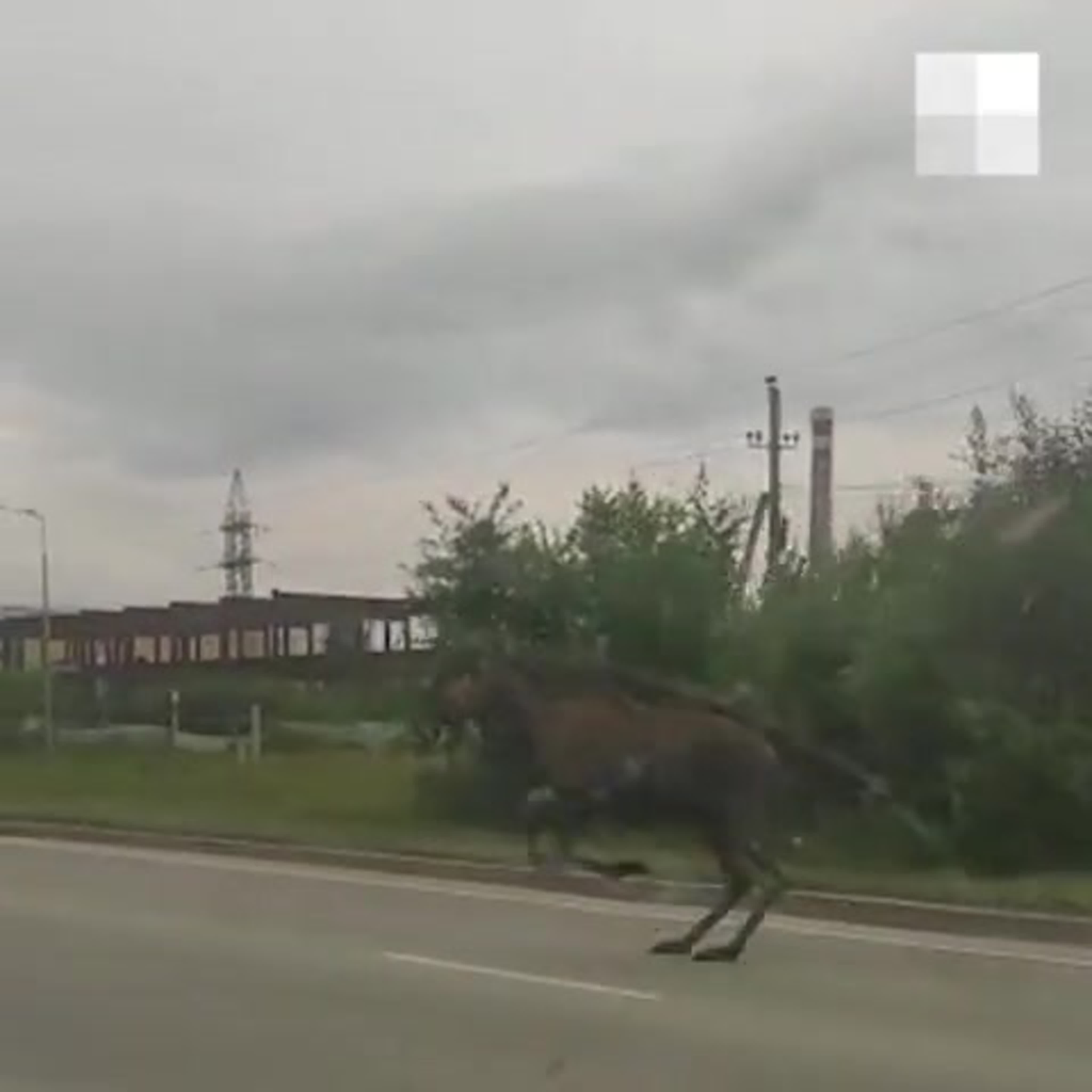 Лосиный екатеринбург. Сбили лося на Тюменском тракте. Лось на дороге ночью ДТП Екатеринбург.