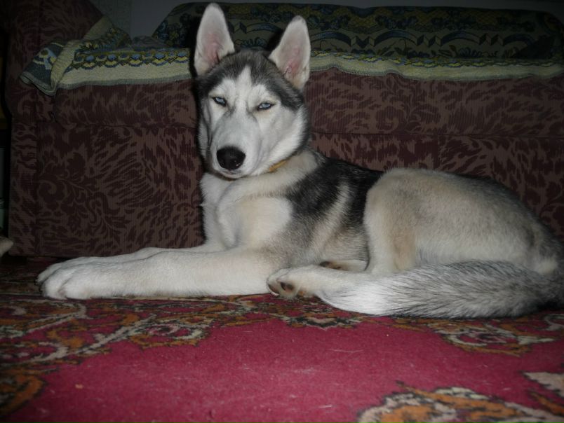 №130, Макс Пешков, 40 лет, Киев №130, Макс Пешков, 40 лет, Киев