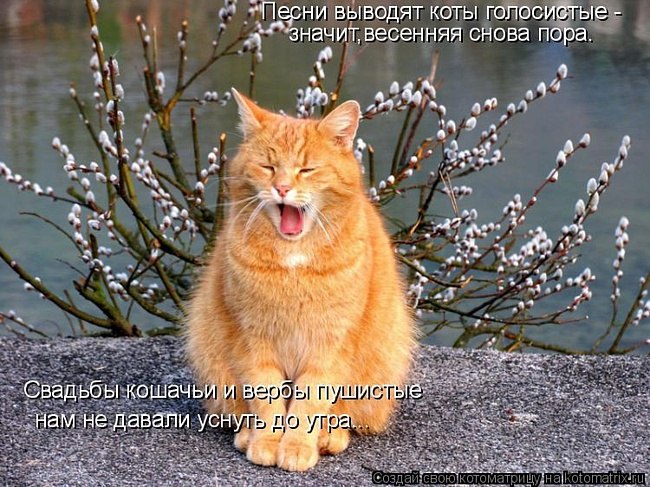 Black Wolf metal | Тернополь